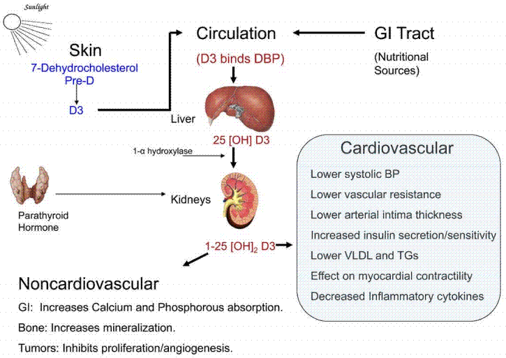 Vitamin D is important for cardiovascular health Sept 2010 VitaminDWiki