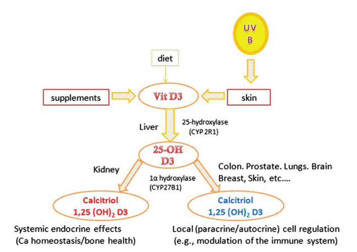 This image in in Wiki page:http://www.vitamindwiki.com/tiki-index.php?page_id=1140
which also had link to the PDF