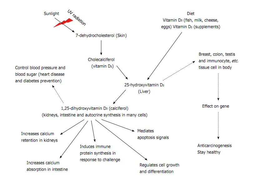 Vitamin D3 Becomes Calcidiol Which Becomes Calcitriol