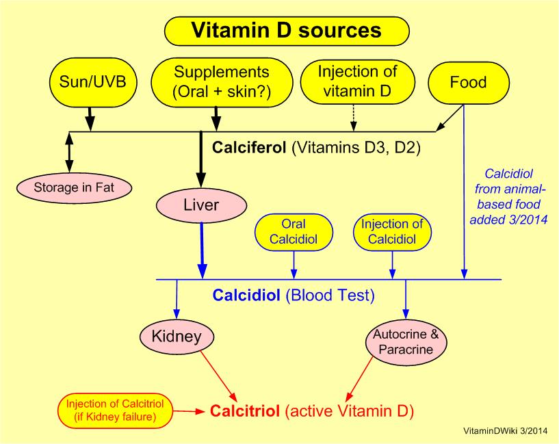 Vitamin D processing @ /is.gd/VitDprocessing