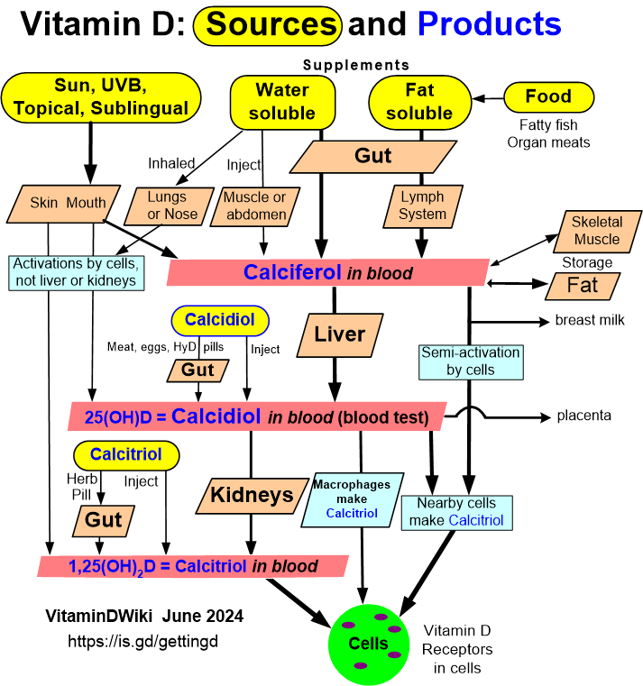 Vitamin D3 Becomes Calcidiol Which Becomes Calcitriol