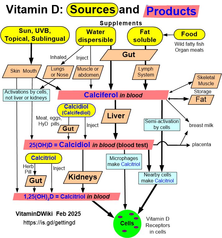 Vitamin D3 Becomes Calcidiol Which Becomes Calcitriol