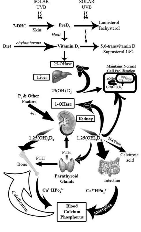 Vitamin D Metabolism page 5949