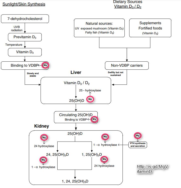 mini boeket Memo Magnesium and Vitamin D – recent deficiencies, needed, synergistic - good  overview 2017 | VitaminDWiki