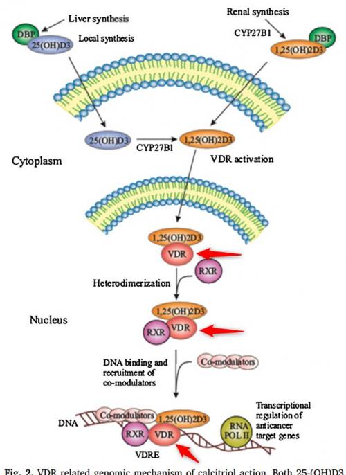 Vitamin D Receptor VDW10617