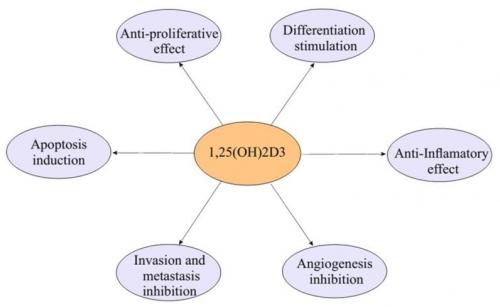 Calcitriol Fights Cancer VDW10617