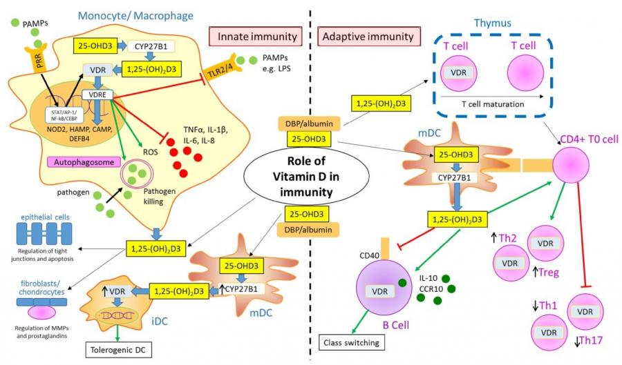 Adaptive and Innate Immunity VDW10981