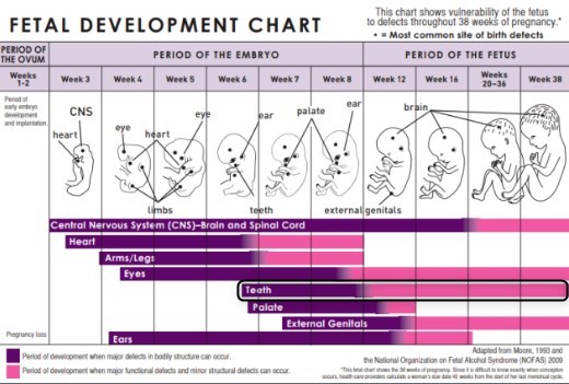 Fetal Development