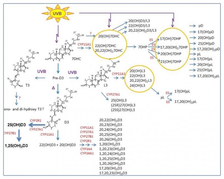 Vitamin D Metabolites VDW12859