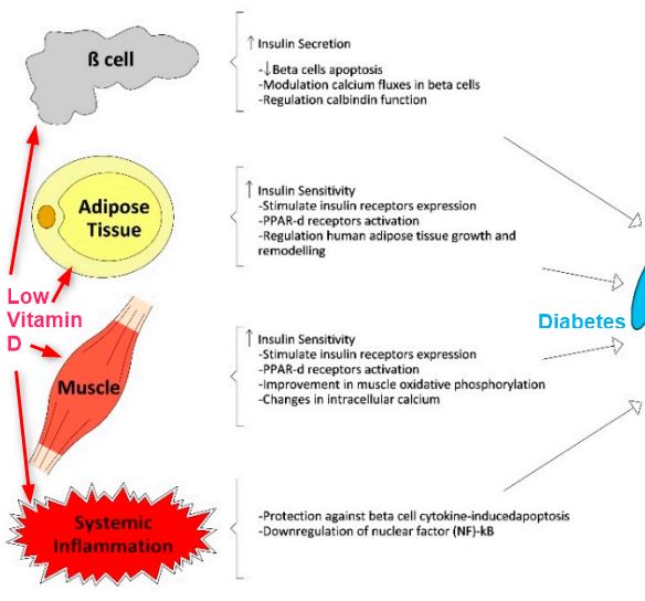 Vitamin D Prevents Diabetes But Dairy Does Not Appear To