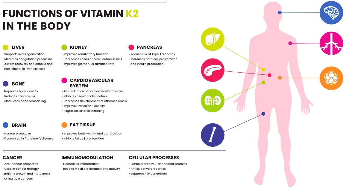 Lånte Bred rækkevidde korrekt Vitamin K1 and Vitamin K2 importance to health – Feb 2019 | VitaminDWiki