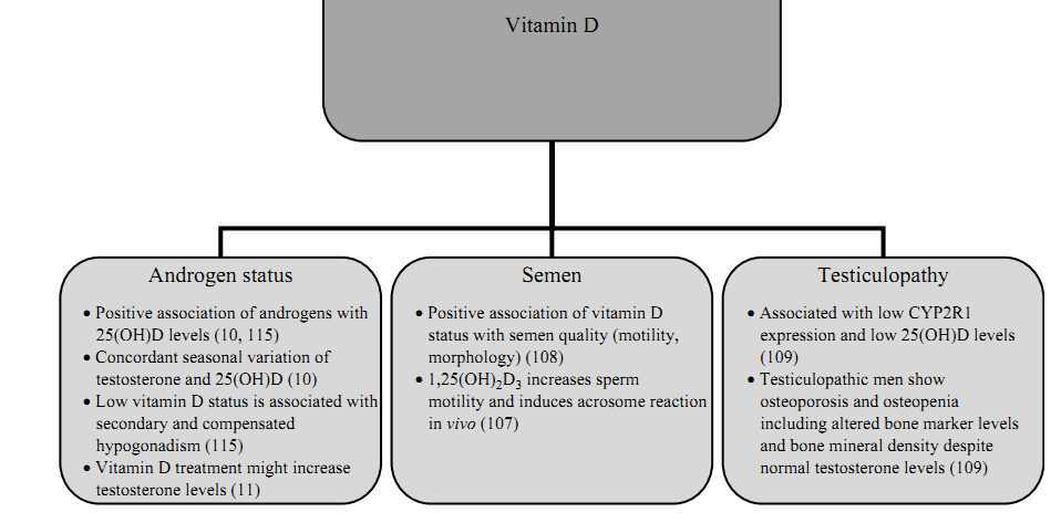 Vitamin D And Fertility A Systematic Review May 2012 Vitamindwiki