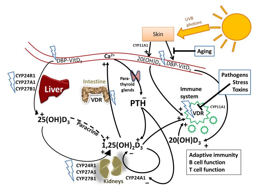 Vitamin D Resistance Hypothesis Confirmed By Coimbra High Dose Vitamin D Protocol April 2021 Vitamindwiki [ 670 x 935 Pixel ]