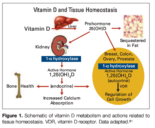 How I Treat Vitamin D Deficiency For Cancer Mar 2010