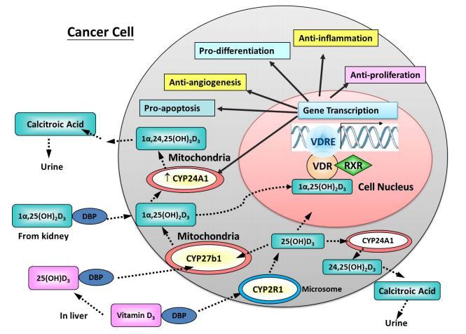 The Anticancer Actions of Vitamin D Jan 2013 VitaminDWiki