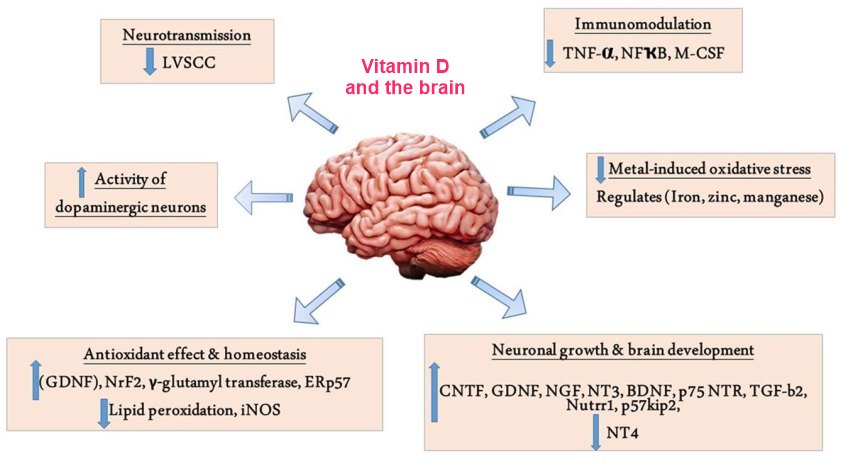 Brain and Vitamin D - many studies