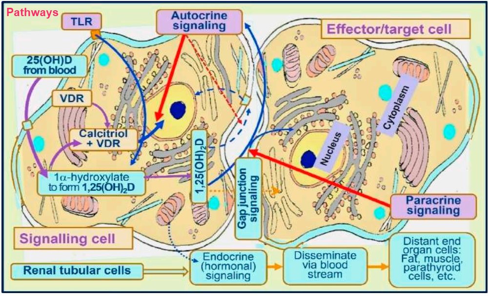 File:Insulin shock therapy.jpg - Wikipedia