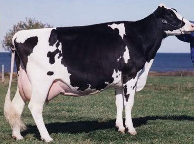 vitamin how d absorb to Breed on â€“ production based vitamin cows D Aug 2013