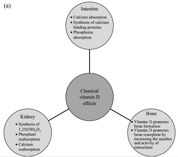 Vitamin D And Fertility Lerchbaum 2012 2014 Vitamindwiki