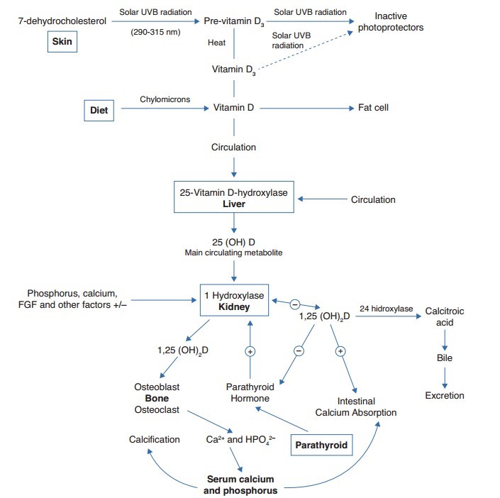 Routine Monitoring Of Vitamin D During Pregnancy Is