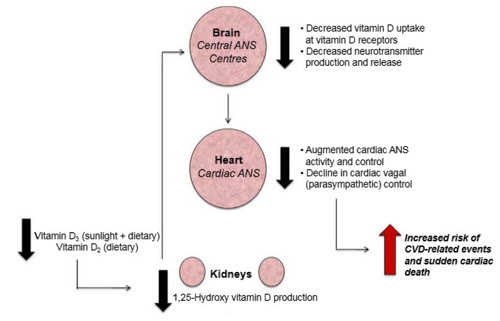 Vitamin D The Autonomic Nervous System And Cardiovascular