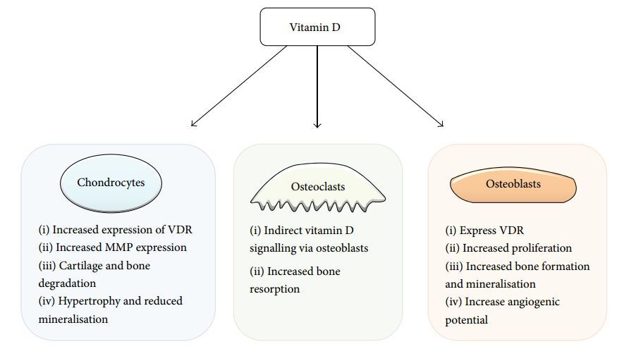 Vitamin d and osteoarthritis