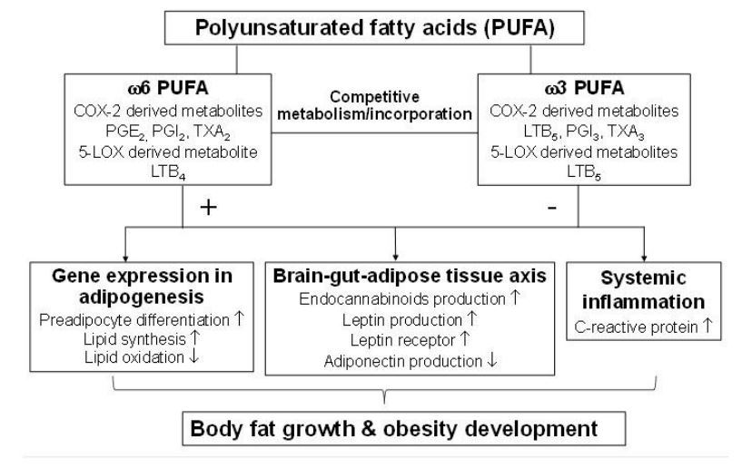 Hypothesis – Omega-6 to Omega-3 ratio increases obesity – Nov 2015