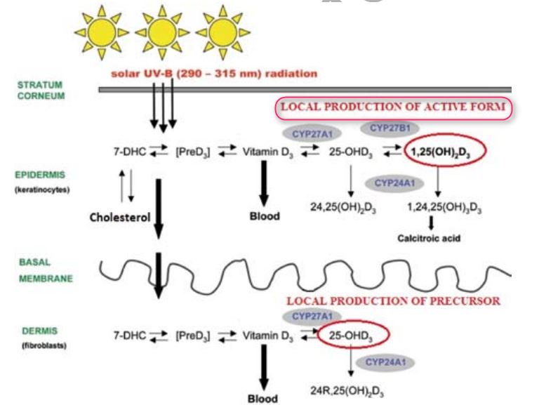 vitamin d skin cancer