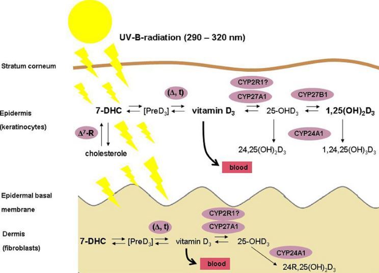 Malignant Melanoma May Be Reduced By Skin Activated Vitamin