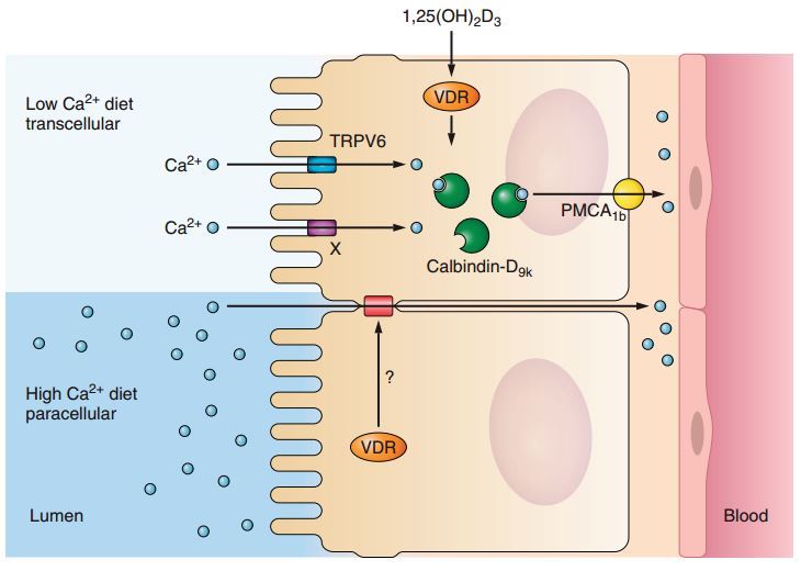 Vitamine What Is The Role Of Vitamin D In The Absorption Of Calcium
