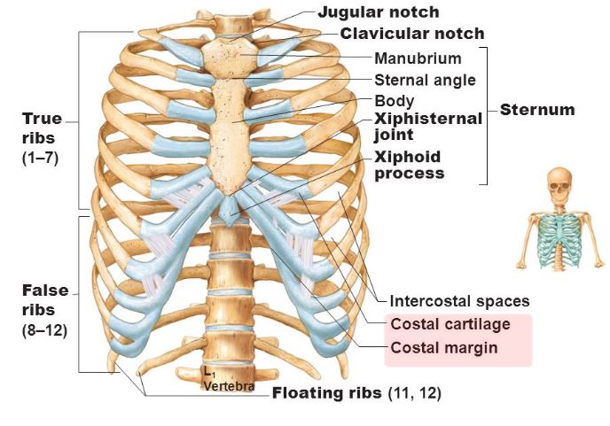 costal margin