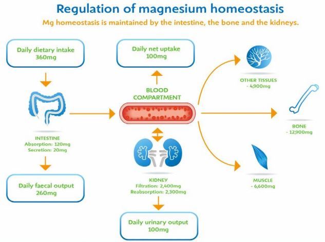 Magnesium Deficiency Causes And Symptoms May 2016 Vitamindwiki